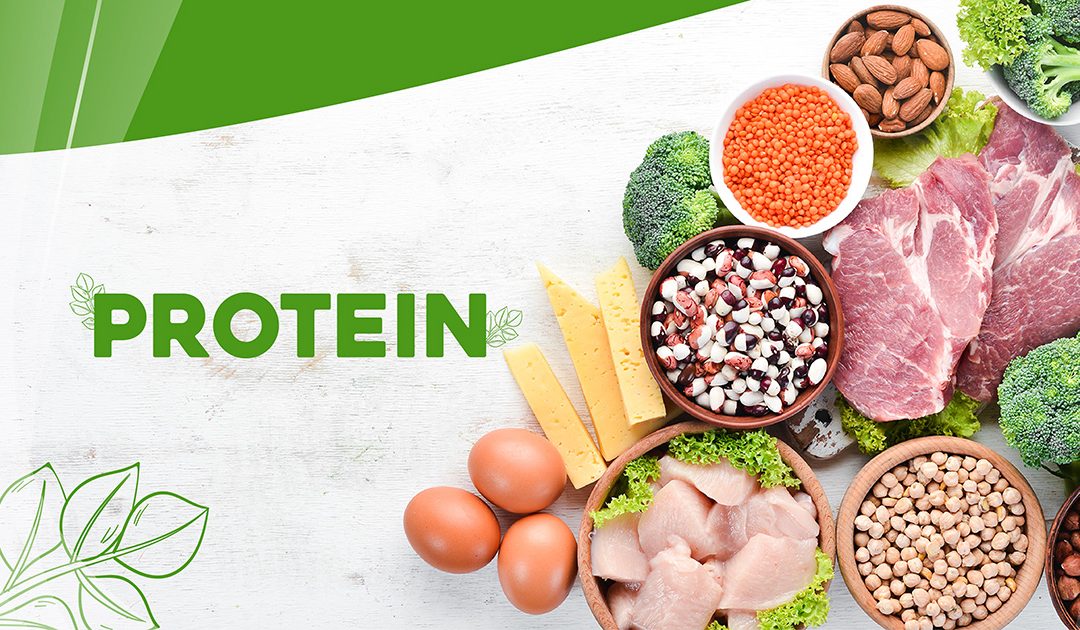 Animal Protein and Plant protein: Understanding the Differences and ...