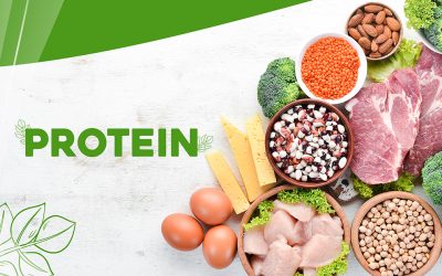Animal Protein and Plant protein: Understanding the Differences and Benefits 