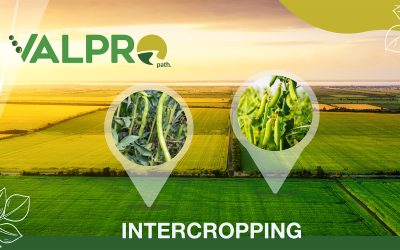Why Opting for Intersecting Various Plant Protein Crops Makes Sense