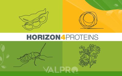 Can Collaboration Boost Plant Proteins? Horizon4Proteins Shows How