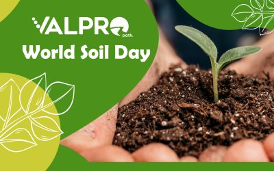 World Soil Day: Growing Plant Proteins for a Sustainable Tomorrow