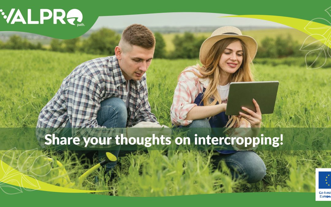 Contribute to Sustainable Farming: Join Our Survey on Intercropping Plant Protein Crops!